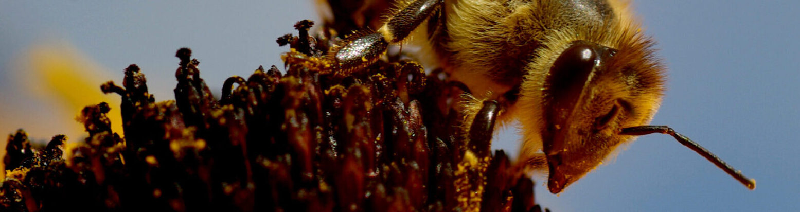 Shop - EDGE Beezzz